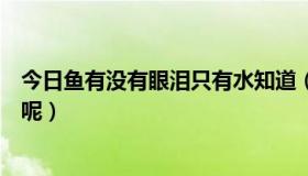 今日鱼有没有眼泪只有水知道（为什么鱼的眼泪只有水知道呢）