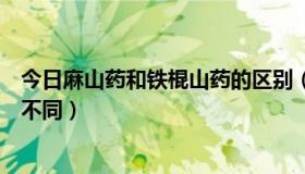 今日麻山药和铁棍山药的区别（麻山药和山药不同吗有什么不同）