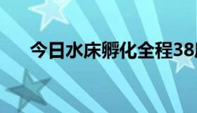 今日水床孵化全程38度（水床是什么）