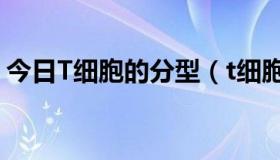 今日T细胞的分型（t细胞的分类方法有哪些）