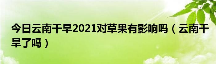 今日云南干旱2021对草果有影响吗（云南干旱了吗）