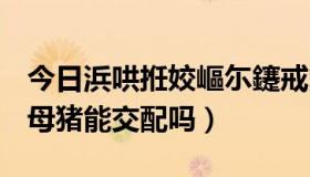 今日浜哄拰姣嶇尓鑳戒氦閰嶅悧灏忚（人和母猪能交配吗）