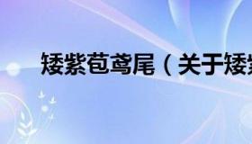 矮紫苞鸢尾（关于矮紫苞鸢尾的介绍）
