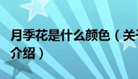 月季花是什么颜色（关于月季花是什么颜色的介绍）