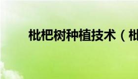 枇杷树种植技术（枇杷树种植技术）