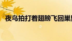 夜鸟拍打着翅膀飞回巢里改拟人句（夜鸟）