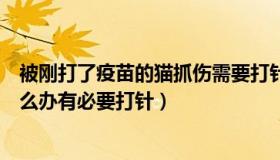 被刚打了疫苗的猫抓伤需要打针吗（被打过疫苗的猫抓伤怎么办有必要打针）