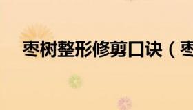 枣树整形修剪口诀（枣树整形修剪图解）