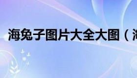 海兔子图片大全大图（海兔子的样子 图片）