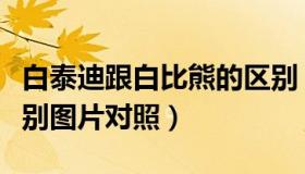 白泰迪跟白比熊的区别（白比熊和白泰迪的区别图片对照）