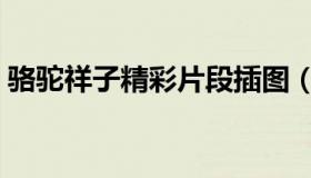 骆驼祥子精彩片段插图（骆驼祥子精彩片段）