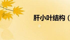 肝小叶结构（肝小叶）