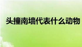 头撞南墙代表什么动物（头撞南墙的意思）