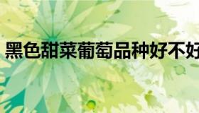黑色甜菜葡萄品种好不好（黑色甜菜葡萄苗）