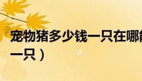 宠物猪多少钱一只在哪能买到（宠物猪多少钱一只）