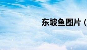 东坡鱼图片（东坡鱼）