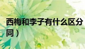 西梅和李子有什么区分（西梅和李子有什么不同）