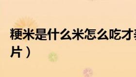 粳米是什么米怎么吃才养胃（粳米是什么米图片）