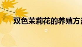 双色茉莉花的养殖方法（双色茉莉花）