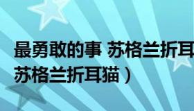 最勇敢的事 苏格兰折耳猫（最勇敢的事(师生)苏格兰折耳猫）