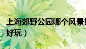 上海郊野公园哪个风景好（上海郊野公园哪个好玩）