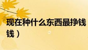 现在种什么东西最挣钱（现在种什么东西最赚钱）