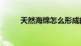 天然海绵怎么形成的（天然海绵）