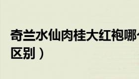 奇兰水仙肉桂大红袍哪个好（奇兰水仙肉桂的区别）