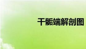 干骺端解剖图（干骺端）