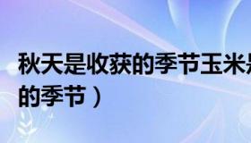 秋天是收获的季节玉米是怎样的（秋天是收获的季节）