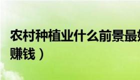 农村种植业什么前景最好（农村种植业什么最赚钱）