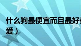 什么狗最便宜而且最好养（什么狗最便宜又可爱）