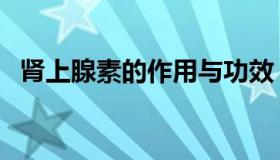 肾上腺素的作用与功效（肾上腺素的作用）