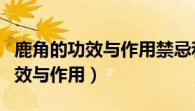 鹿角的功效与作用禁忌和食用方法（鹿角的功效与作用）