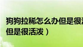 狗狗拉稀怎么办但是很活泼（狗狗拉稀怎么办但是很活泼）