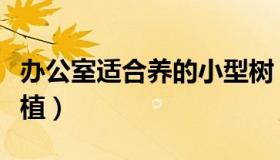 办公室适合养的小型树（办公室适合养的大绿植）