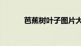 芭蕉树叶子图片大全（芭蕉树）