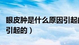 眼皮肿是什么原因引起的（眼皮肿是什么原因引起的）