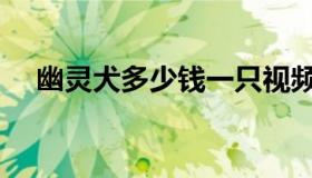 幽灵犬多少钱一只视频（幽灵犬多少钱）