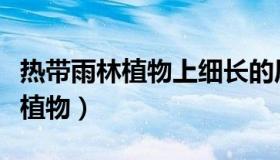 热带雨林植物上细长的尾巴是什么（热带雨林植物）