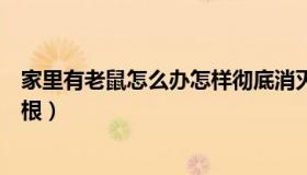 家里有老鼠怎么办怎样彻底消灭它（家里有老鼠怎么办能除根）