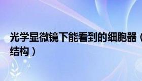 光学显微镜下能看到的细胞器（光学显微镜下能看到的细胞结构）