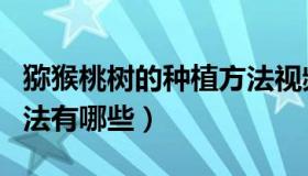 猕猴桃树的种植方法视频（猕猴桃树的种植方法有哪些）