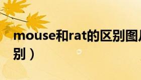 mouse和rat的区别图片（mouse和rat的区别）