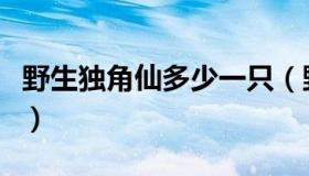 野生独角仙多少一只（野生独角仙多少钱一只）