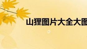 山狸图片大全大图（山狸图片）