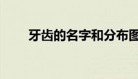 牙齿的名字和分布图（牙齿的类型）
