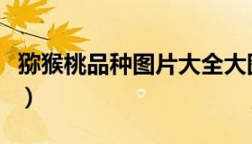 猕猴桃品种图片大全大图（猕猴桃品种哪个好）
