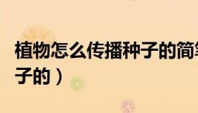 植物怎么传播种子的简笔画（植物怎么传播种子的）