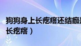 狗狗身上长疙瘩还结痂是怎么回事（狗狗身上长疙瘩）